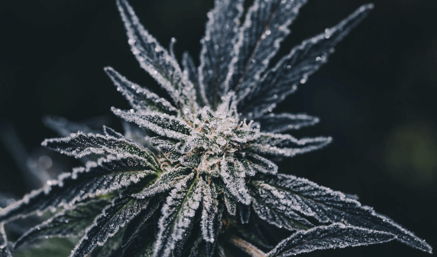 Best Practices for Freezing Cannabis 