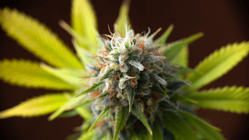 Best Terpenes For Arousal